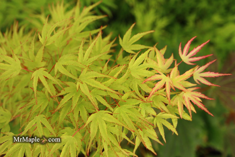 Acer palmatum 'Kamagata' Japanese Maple - Mr Maple │ Buy Japanese Maple Trees