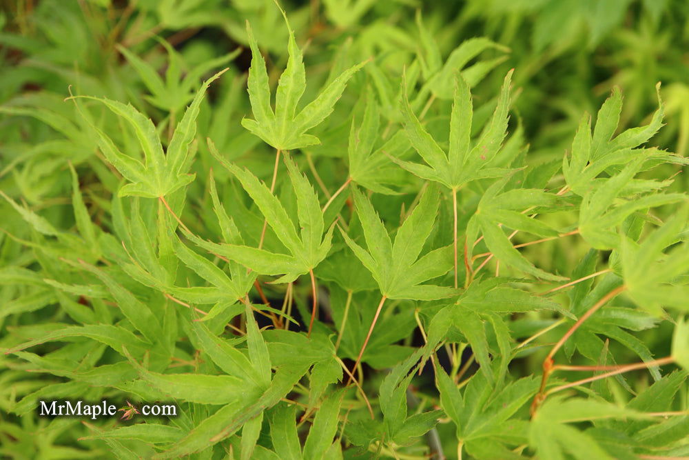 Acer palmatum 'Kamagata' Japanese Maple - Mr Maple │ Buy Japanese Maple Trees