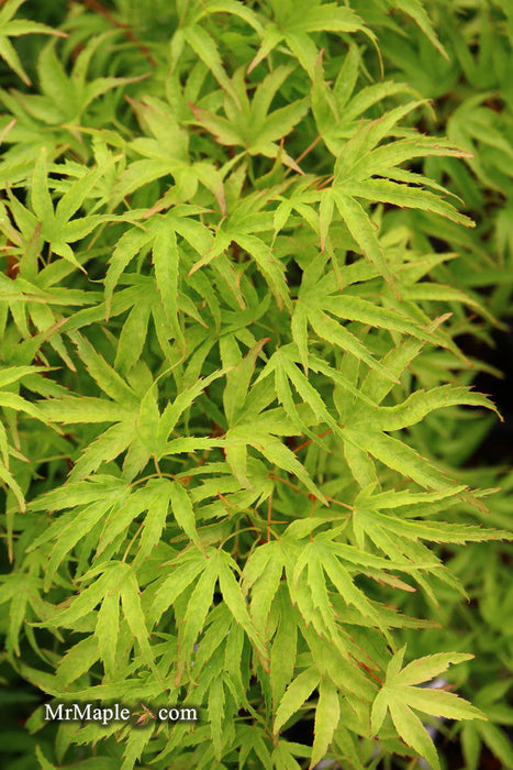 Acer palmatum 'Kamagata' Japanese Maple - Mr Maple │ Buy Japanese Maple Trees