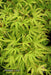 Acer palmatum 'Kamagata' Japanese Maple - Mr Maple │ Buy Japanese Maple Trees