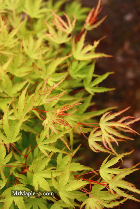 Acer palmatum 'Kamagata' Japanese Maple - Mr Maple │ Buy Japanese Maple Trees