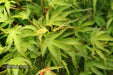 Acer palmatum 'Kamagata' Japanese Maple - Mr Maple │ Buy Japanese Maple Trees