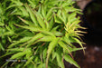 Acer palmatum 'Kamagata' Japanese Maple - Mr Maple │ Buy Japanese Maple Trees