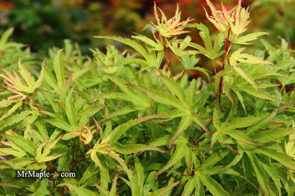 Acer palmatum 'Kamagata' Japanese Maple - Mr Maple │ Buy Japanese Maple Trees