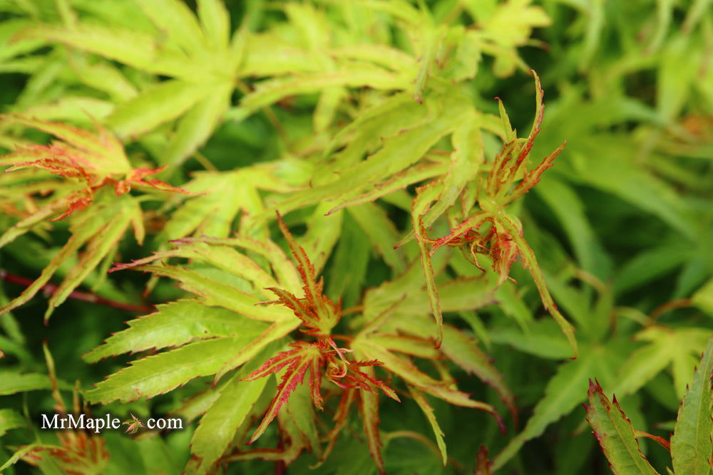 Acer palmatum 'Kamagata' Japanese Maple - Mr Maple │ Buy Japanese Maple Trees