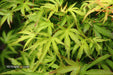 Acer palmatum 'Kamagata' Japanese Maple - Mr Maple │ Buy Japanese Maple Trees