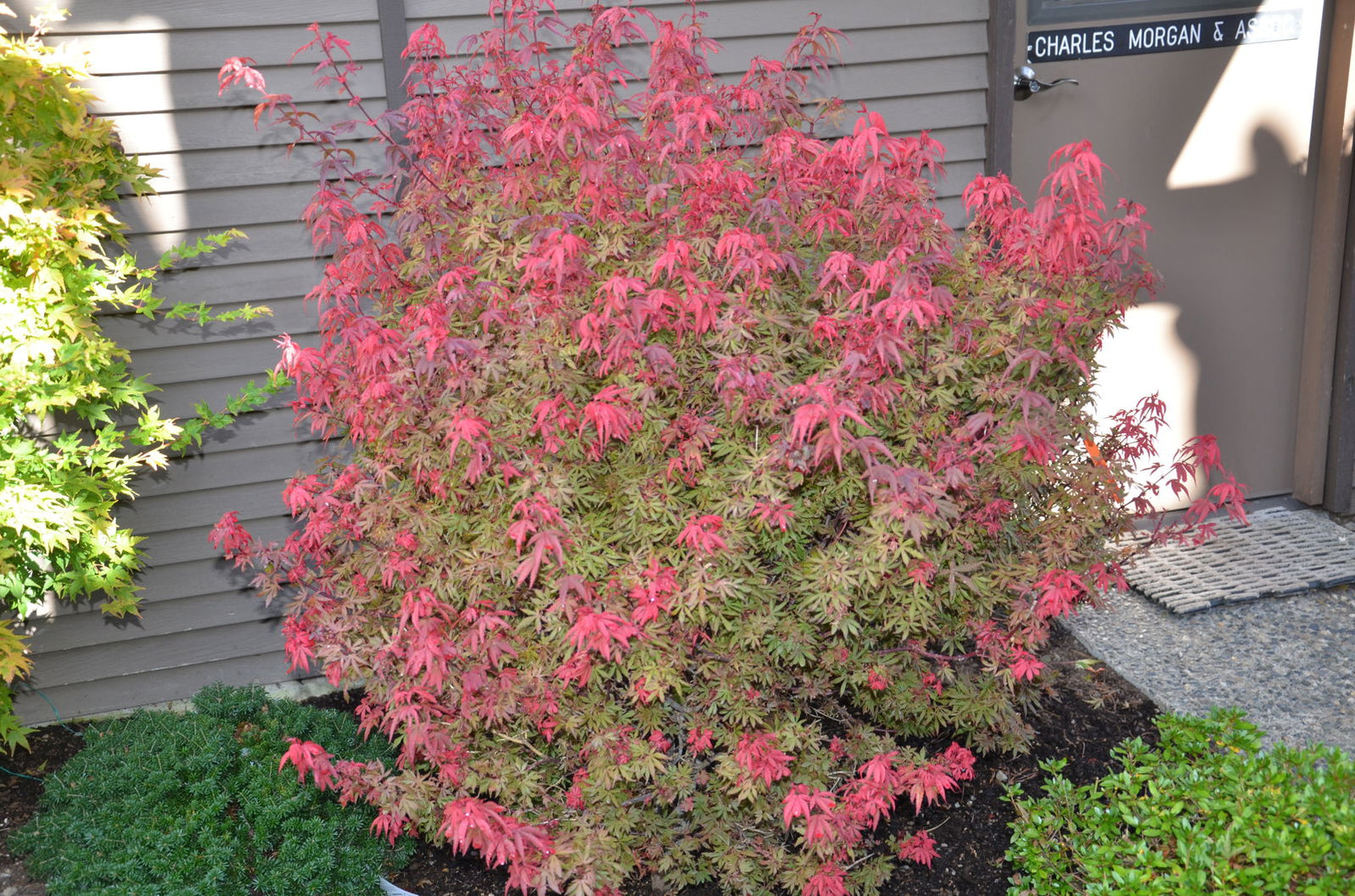 Buy Acer palmatum 'Kandy Kitchen' Dwarf Red Japanese Maple Tree — Mr