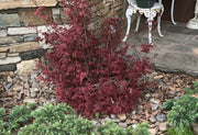 - Acer palmatum 'Kandy Kitchen' Dwarf Red Japanese Maple Tree - Mr Maple │ Buy Japanese Maple Trees