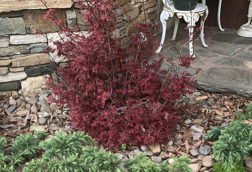 - Acer palmatum 'Kandy Kitchen' Dwarf Red Japanese Maple Tree - Mr Maple │ Buy Japanese Maple Trees