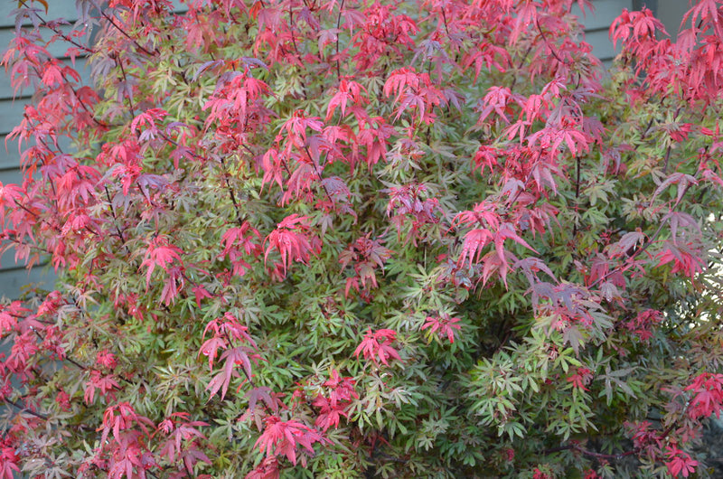 - Acer palmatum 'Kandy Kitchen' Dwarf Red Japanese Maple Tree - Mr Maple │ Buy Japanese Maple Trees