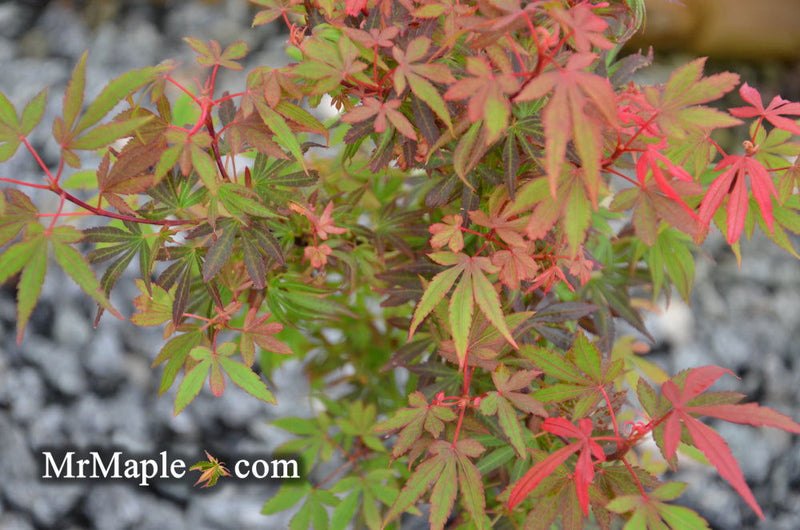 - Acer palmatum 'Kandy Kitchen' Dwarf Red Japanese Maple Tree - Mr Maple │ Buy Japanese Maple Trees