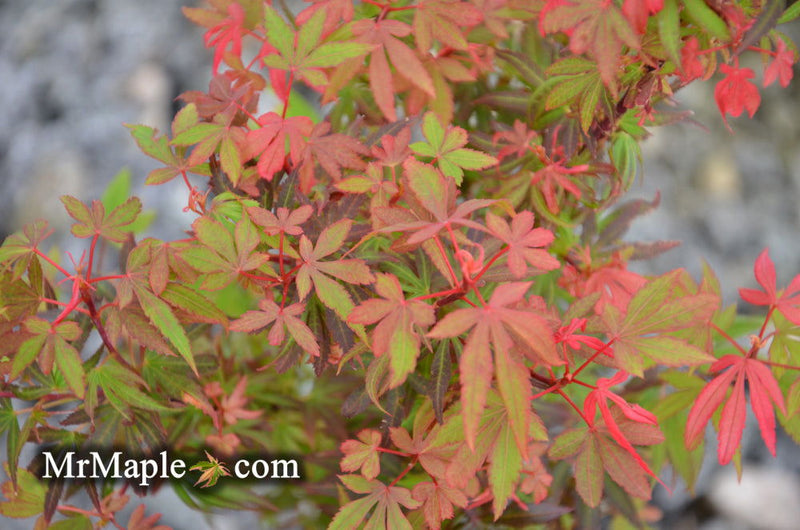 - Acer palmatum 'Kandy Kitchen' Dwarf Red Japanese Maple Tree - Mr Maple │ Buy Japanese Maple Trees