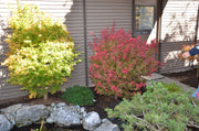 - Acer palmatum 'Kandy Kitchen' Dwarf Red Japanese Maple Tree - Mr Maple │ Buy Japanese Maple Trees