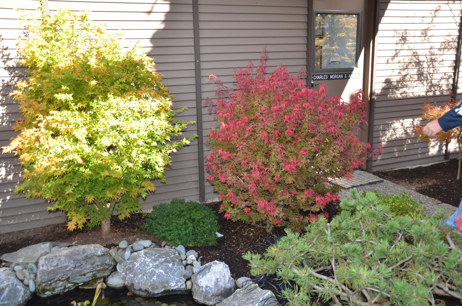 Buy Acer palmatum 'Kandy Kitchen' Dwarf Red Japanese Maple Tree — Mr