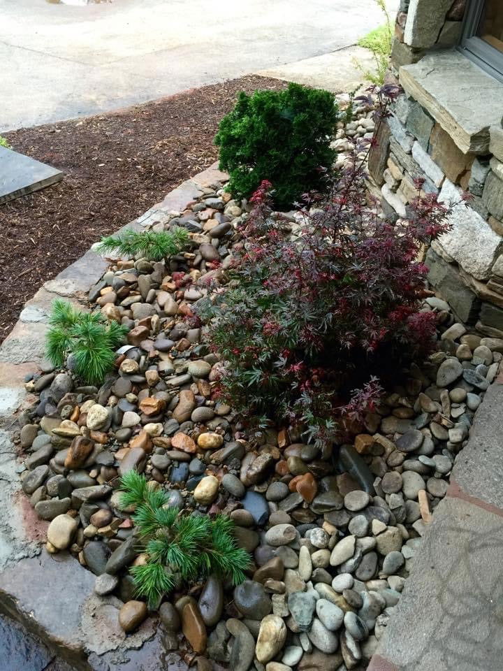 - Acer palmatum 'Kandy Kitchen' Dwarf Red Japanese Maple Tree - Mr Maple │ Buy Japanese Maple Trees