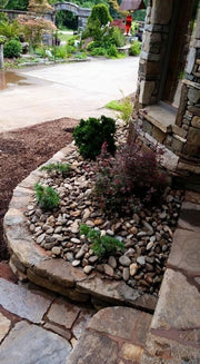 - Acer palmatum 'Kandy Kitchen' Dwarf Red Japanese Maple Tree - Mr Maple │ Buy Japanese Maple Trees