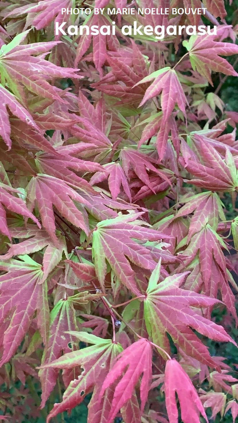 - Acer palmatum 'Kansai akegarasu' Japanese Maple - Mr Maple │ Buy Japanese Maple Trees