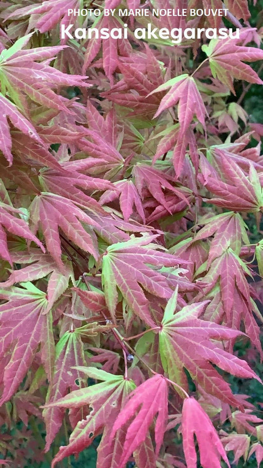 - Acer palmatum 'Kansai akegarasu' Japanese Maple - Mr Maple │ Buy Japanese Maple Trees
