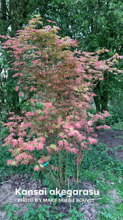 - Acer palmatum 'Kansai akegarasu' Japanese Maple - Mr Maple │ Buy Japanese Maple Trees