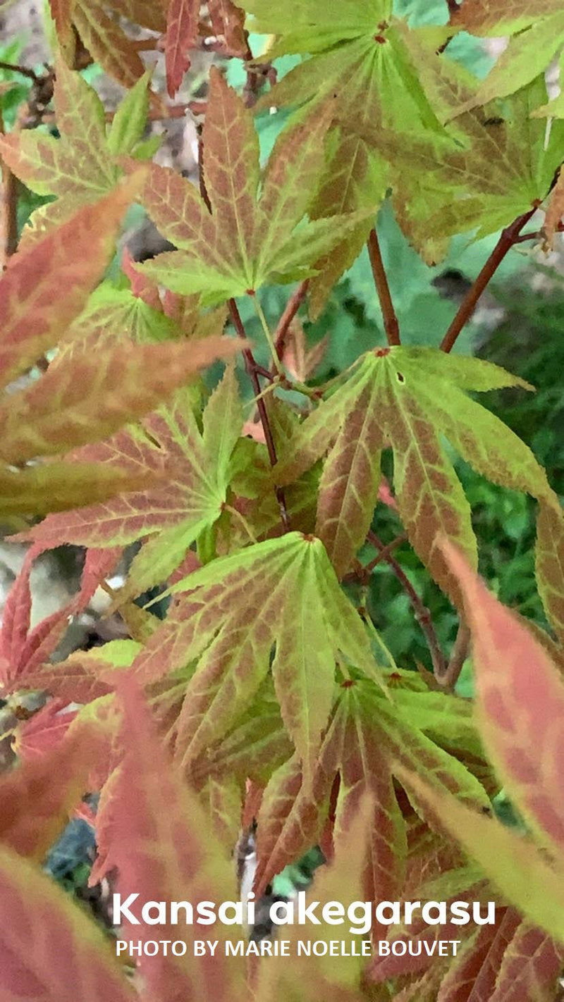 - Acer palmatum 'Kansai akegarasu' Japanese Maple - Mr Maple │ Buy Japanese Maple Trees