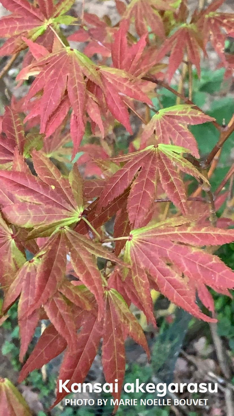 - Acer palmatum 'Kansai akegarasu' Japanese Maple - Mr Maple │ Buy Japanese Maple Trees
