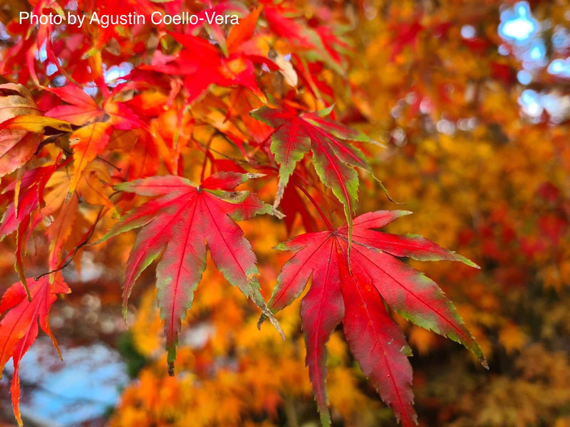 - Acer palmatum 'Karasu gawa' Pink Variegated Japanese Maple - Mr Maple │ Buy Japanese Maple Trees