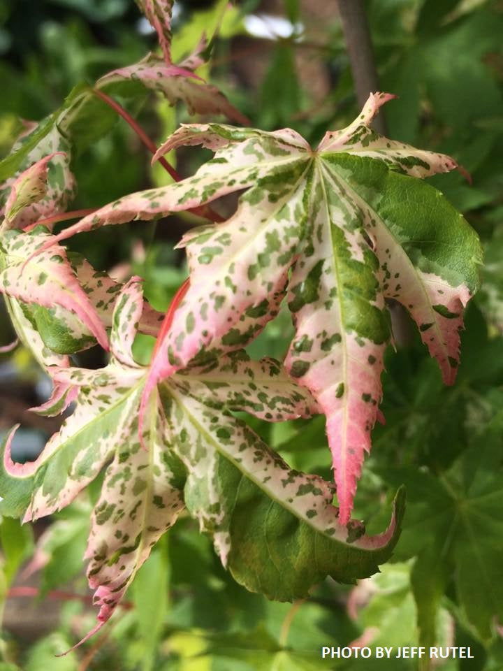 - Acer palmatum 'Karasu gawa' Pink Variegated Japanese Maple - Mr Maple │ Buy Japanese Maple Trees