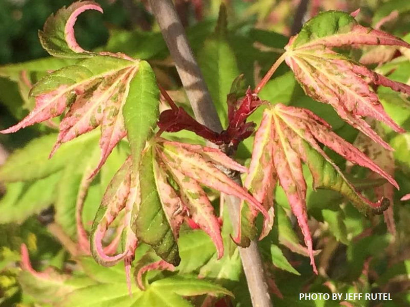 - Acer palmatum 'Karasu gawa' Pink Variegated Japanese Maple - Mr Maple │ Buy Japanese Maple Trees
