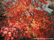 - Acer palmatum 'Karasu gawa' Pink Variegated Japanese Maple - Mr Maple │ Buy Japanese Maple Trees