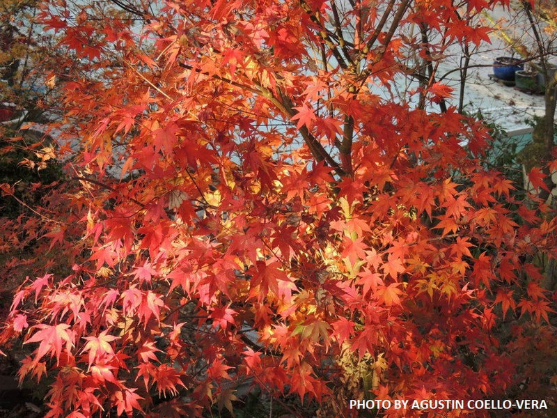 - Acer palmatum 'Karasu gawa' Pink Variegated Japanese Maple - Mr Maple │ Buy Japanese Maple Trees