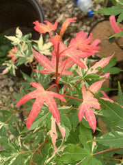 - Acer palmatum 'Karasu gawa' Pink Variegated Japanese Maple - Mr Maple │ Buy Japanese Maple Trees