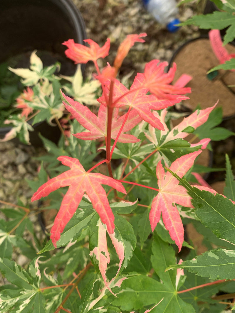 - Acer palmatum 'Karasu gawa' Pink Variegated Japanese Maple - Mr Maple │ Buy Japanese Maple Trees