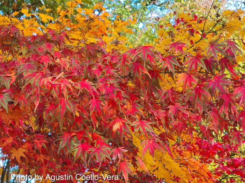 - Acer palmatum 'Karasu gawa' Pink Variegated Japanese Maple - Mr Maple │ Buy Japanese Maple Trees