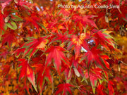 - Acer palmatum 'Karasu gawa' Pink Variegated Japanese Maple - Mr Maple │ Buy Japanese Maple Trees