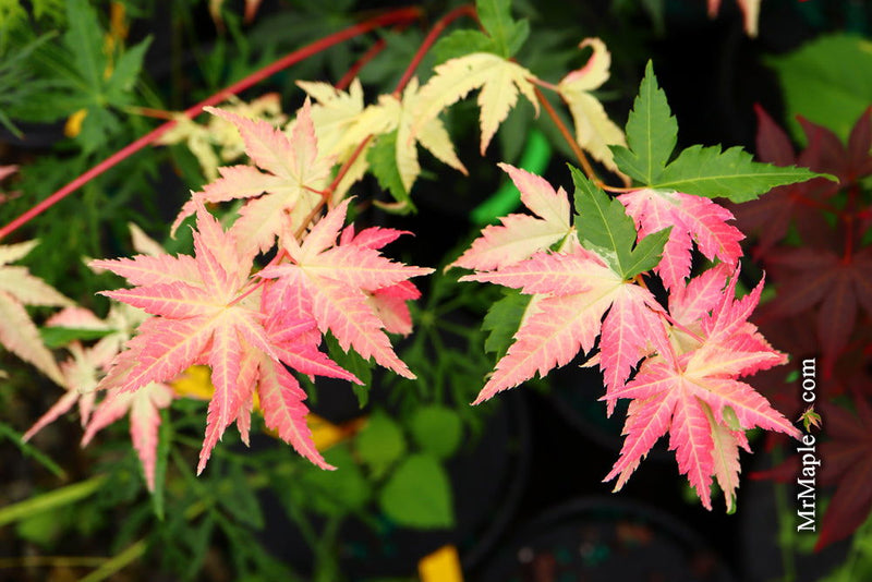 - Acer palmatum 'Karasu gawa' Pink Variegated Japanese Maple - Mr Maple │ Buy Japanese Maple Trees
