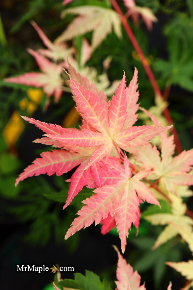 - Acer palmatum 'Karasu gawa' Pink Variegated Japanese Maple - Mr Maple │ Buy Japanese Maple Trees