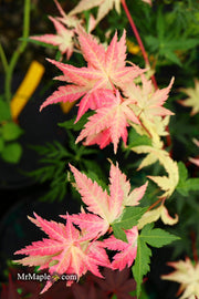- Acer palmatum 'Karasu gawa' Pink Variegated Japanese Maple - Mr Maple │ Buy Japanese Maple Trees