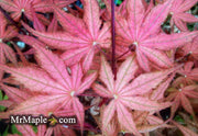 - Acer palmatum 'Kasagiyama' Japanese Maple - Mr Maple │ Buy Japanese Maple Trees
