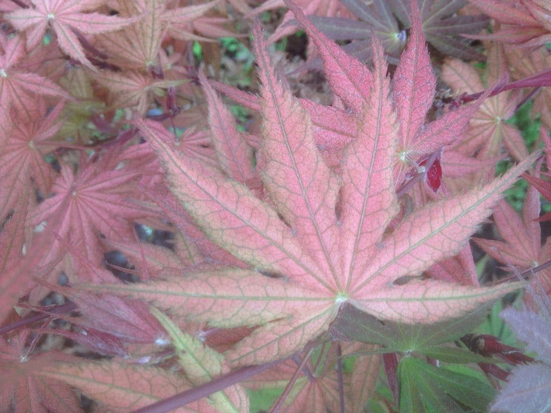 - Acer palmatum 'Kasagiyama' Japanese Maple - Mr Maple │ Buy Japanese Maple Trees
