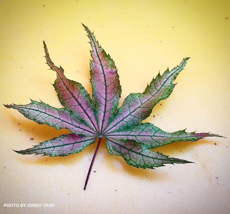 - Acer palmatum 'Kasagiyama' Japanese Maple - Mr Maple │ Buy Japanese Maple Trees