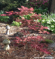 - Acer palmatum 'Kasagiyama' Japanese Maple - Mr Maple │ Buy Japanese Maple Trees
