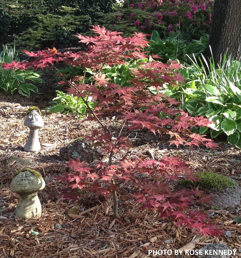 - Acer palmatum 'Kasagiyama' Japanese Maple - Mr Maple │ Buy Japanese Maple Trees