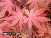 - Acer palmatum 'Kasagiyama' Japanese Maple - Mr Maple │ Buy Japanese Maple Trees