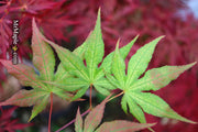 - Acer palmatum 'Kasagiyama' Japanese Maple - Mr Maple │ Buy Japanese Maple Trees