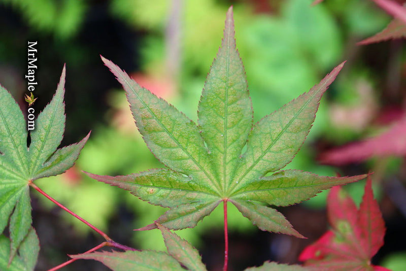 - Acer palmatum 'Kasagiyama' Japanese Maple - Mr Maple │ Buy Japanese Maple Trees