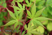 - Acer palmatum 'Kasagiyama' Japanese Maple - Mr Maple │ Buy Japanese Maple Trees