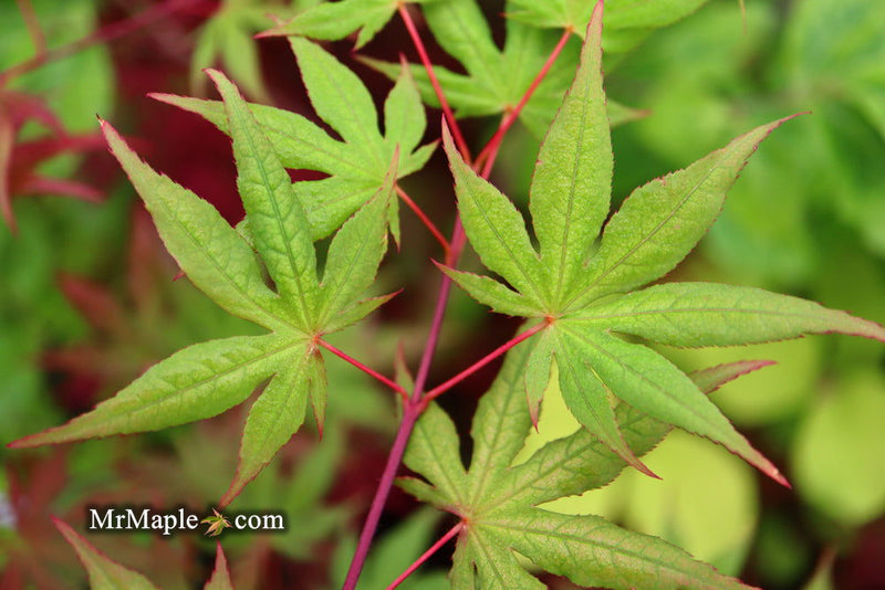 - Acer palmatum 'Kasagiyama' Japanese Maple - Mr Maple │ Buy Japanese Maple Trees