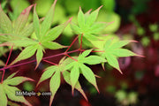 - Acer palmatum 'Kasagiyama' Japanese Maple - Mr Maple │ Buy Japanese Maple Trees