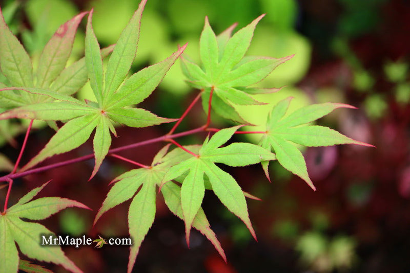 - Acer palmatum 'Kasagiyama' Japanese Maple - Mr Maple │ Buy Japanese Maple Trees
