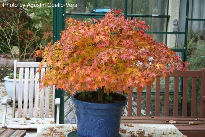 Buy Acer palmatum 'Kashima' Dwarf Japanese Maple — Mr Maple │ Buy